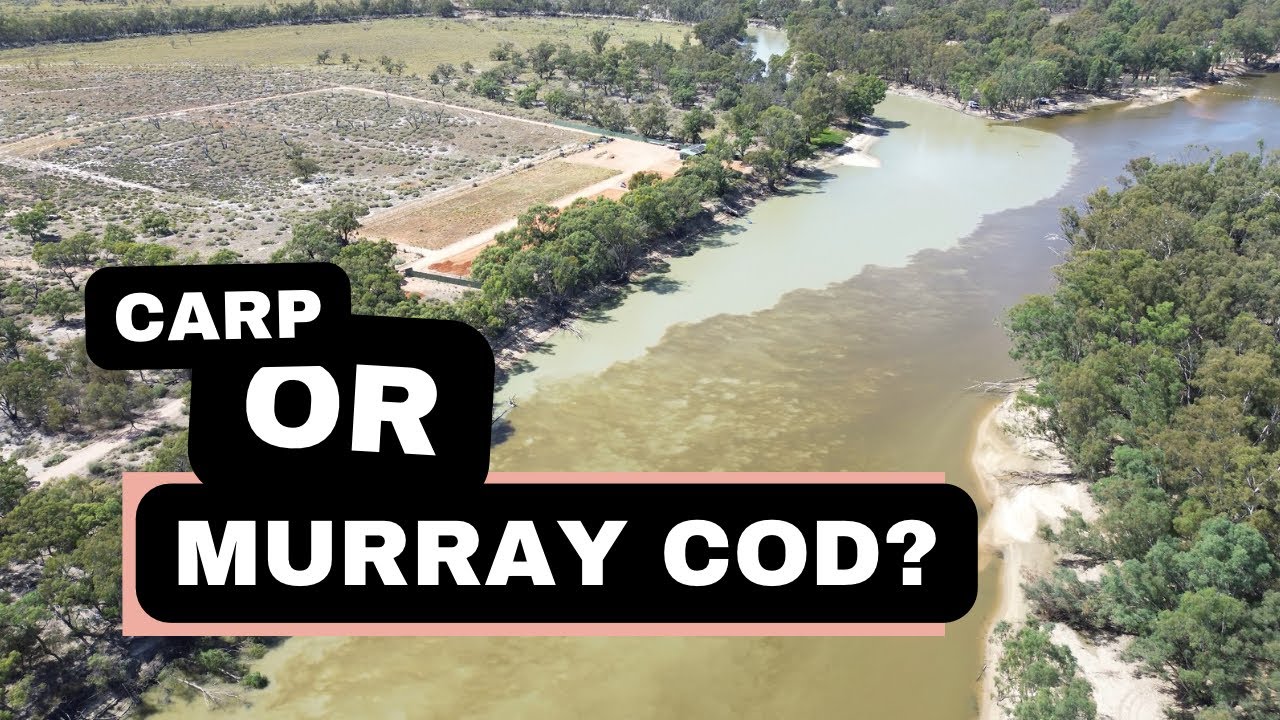 Fishing the Rufus River between the Murray River and Lake Victoria