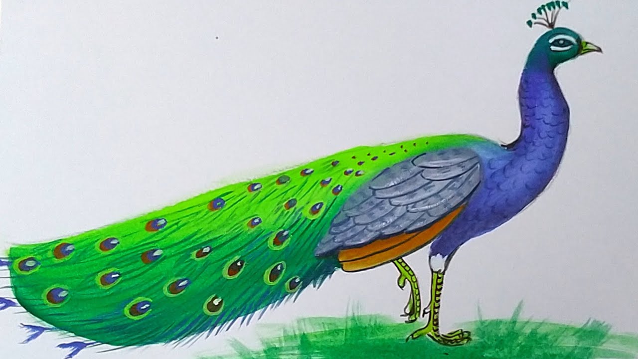 How to draw a Peacock with poster colour step by step for beginners
