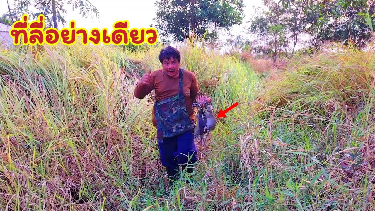 ดักหนูนาหาอยู่หากิน หมานเกินบรรยาย มีแต่ตัวใหญ่ๆไซค์โล ไม่นึกไม่ฝันว่าจะมีตัวใหญ่ขนาดนี้หลงเหลืออยู่