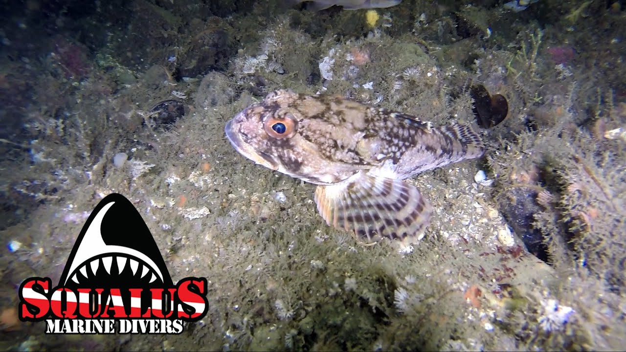 SATURDAY NIGHT LEDGE (SNL) CAPE ANN - SQUALUS MARINE DIVERS