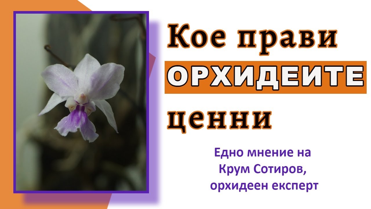 Какво прави орхидеите ценни? - мнение на Крум Сотиров