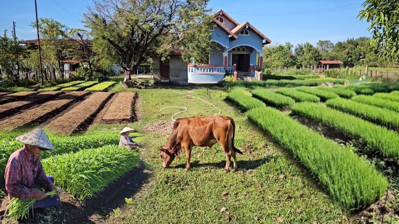 เกษตรเมืองลาวใช้พื้นที่แค่นี้!! แต่สร้างรายได้ทั้งปีมีเงินเก็บ เลี้ยงครอบครัวด้วยการทำเกษตร