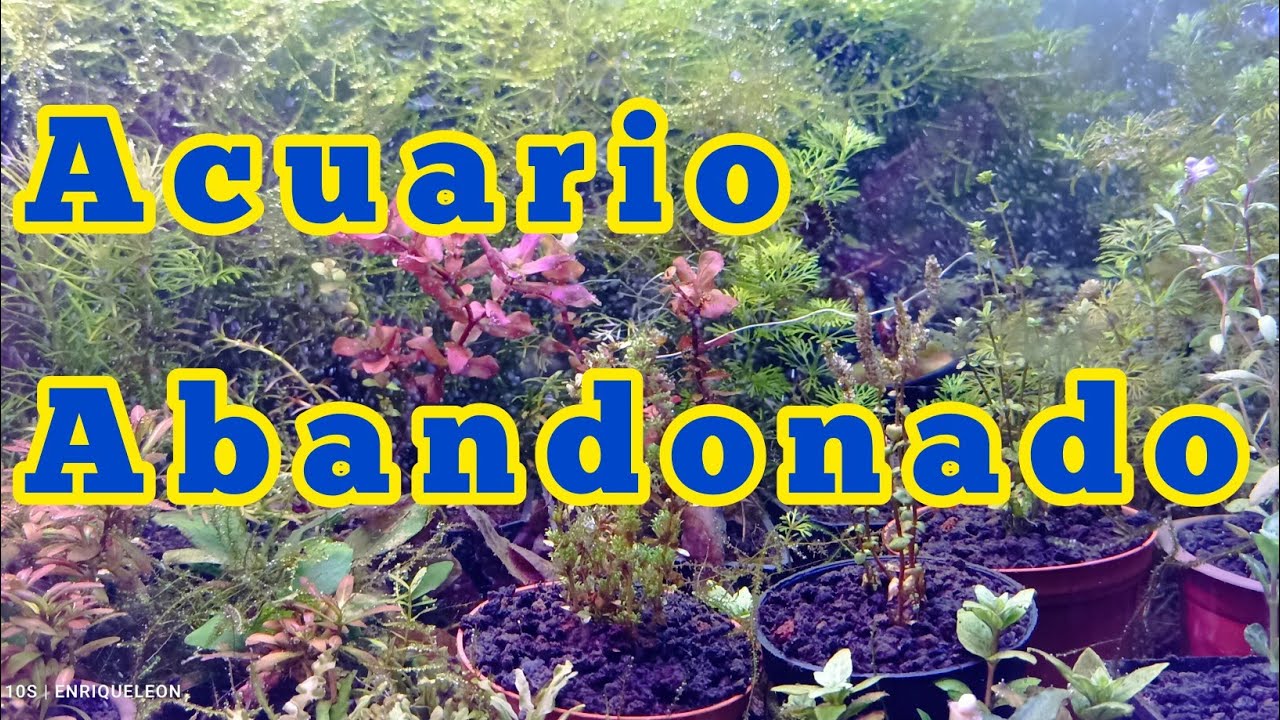 mantenimiento a acuario plantado por invierno