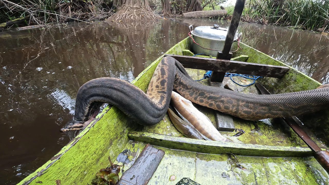 TIDAK LUPUT DARI SERANGANNYA... MENELAN HABIS UMPAN SAMPAI TERBANTAI.. ANACONDA KW 🤣