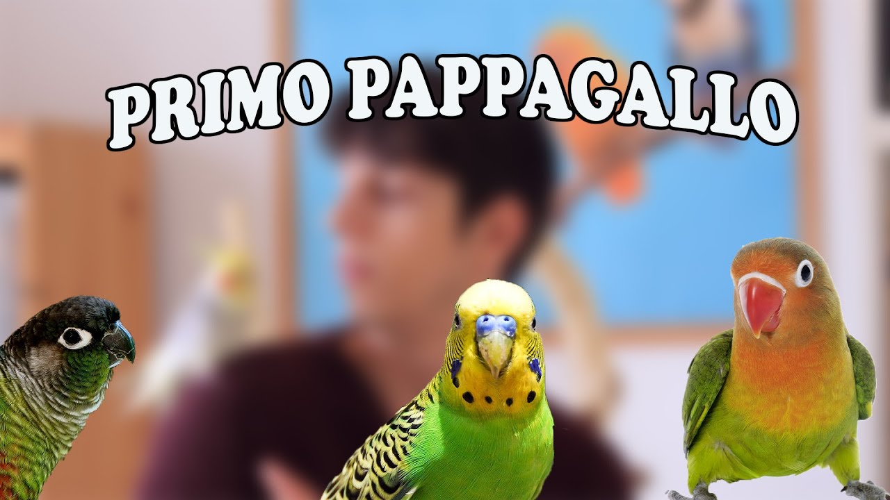 MIGLIORI PAPPAGALLI PER INIZIARE // Parliamo di Pappagalli