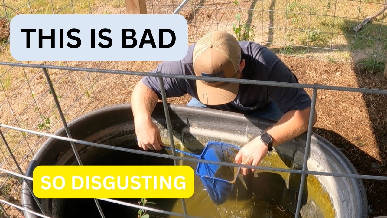 Goldfish In A Water Trough? Its A MYTH!
