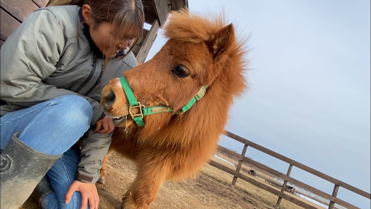 普段は触らせてくれない馬が甘えてくるシーズン到来！？
