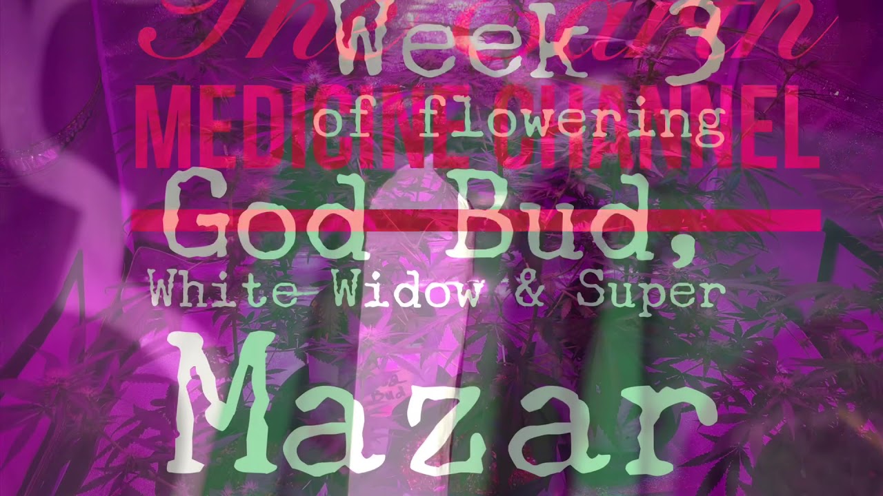 Week 3 of flowering. God Bud, White Widow & Super Mazar