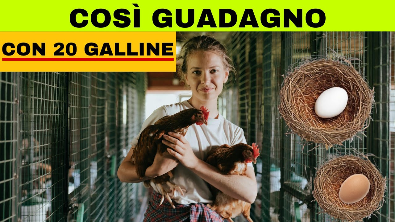 Come INIZIARE un Business con 20 GALLINE (SUPER PROFITTEVOLE) idee di business
