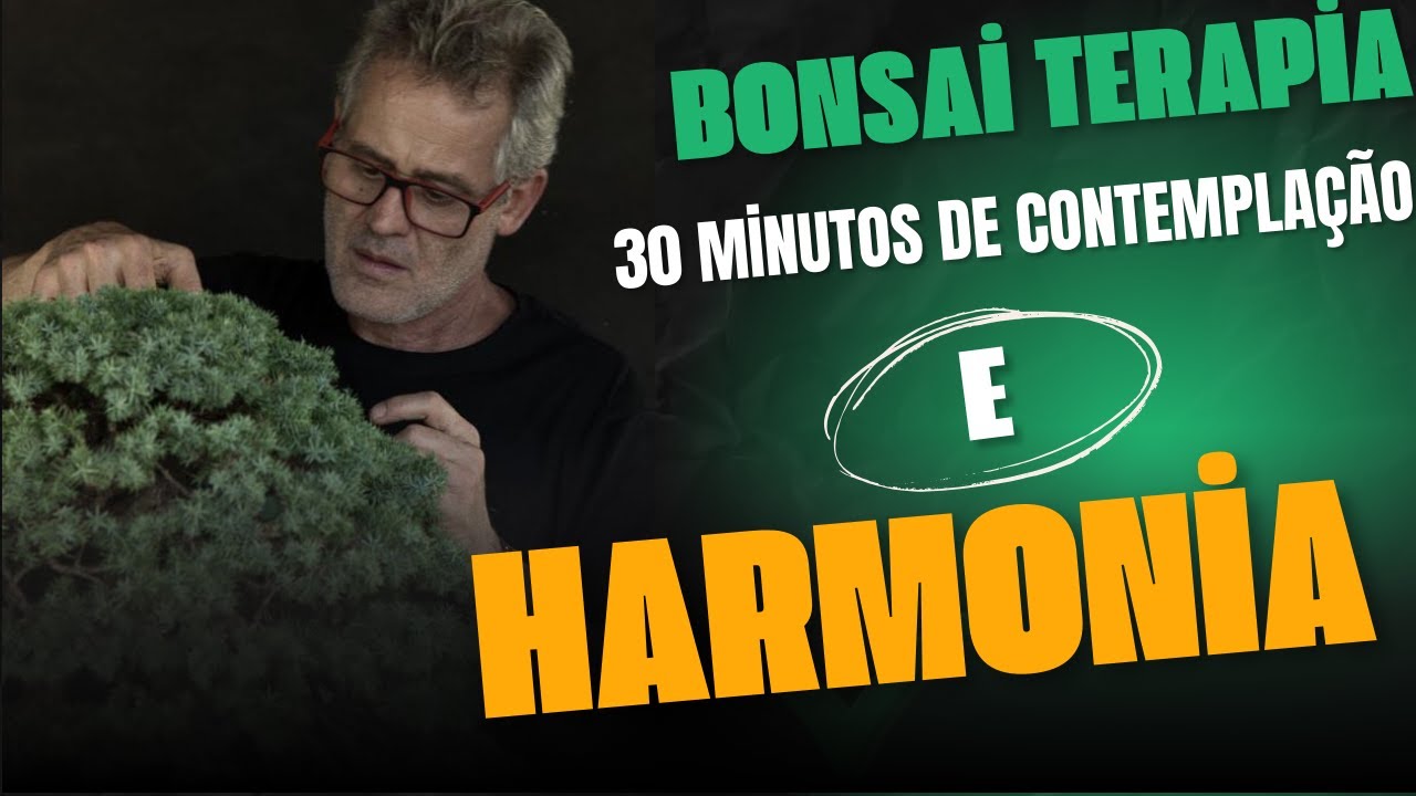 Bonsai Terapia: 30 Minutos de Contemplação e Harmonia