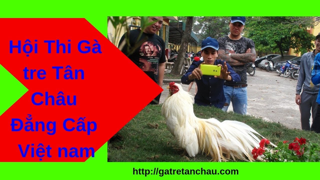 Hội Thi Gà tre Tân châu Đẳng Cấp Việt Nam
