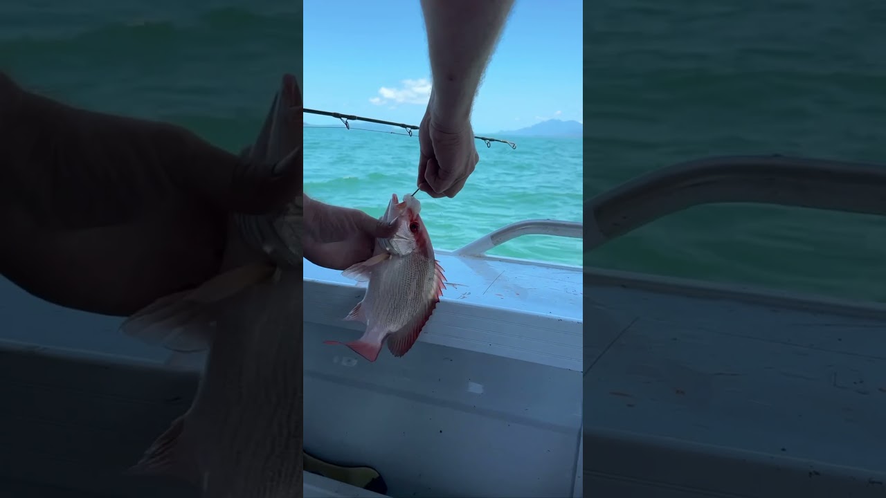 🏝️🐟  