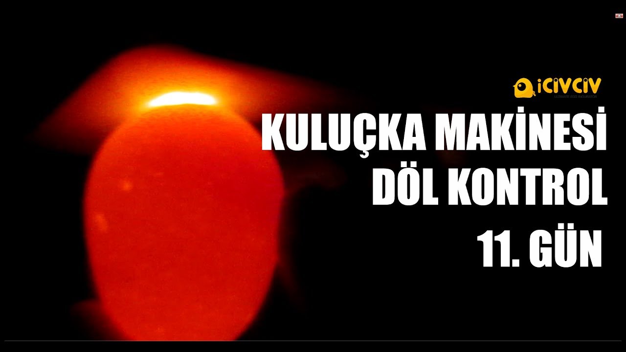 QTM 060p Kuluçka Makinesi. Döl Kontrolü (11.GÜN)