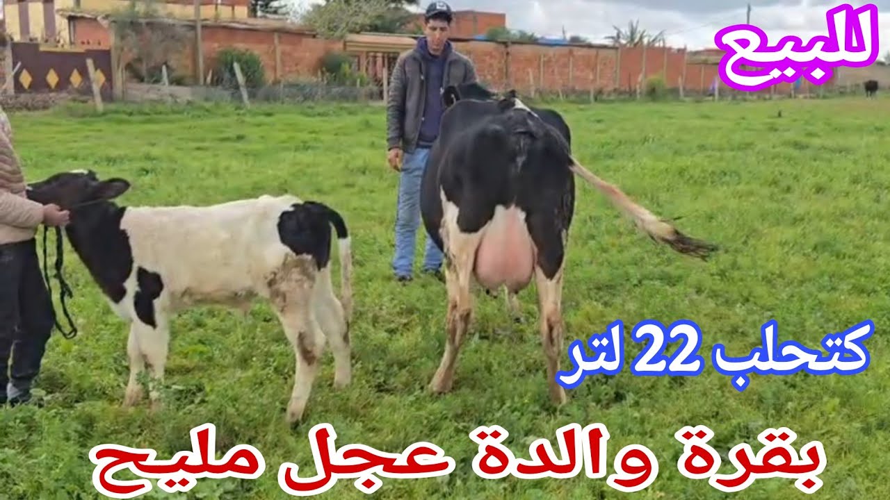 تباااارك الله💫 بقرة والدة عجل بلجيكي مليح🥇إتصل 06.09.33.67.35📞 ألو سي عبد العالي نواحي الغرب🇲🇦 