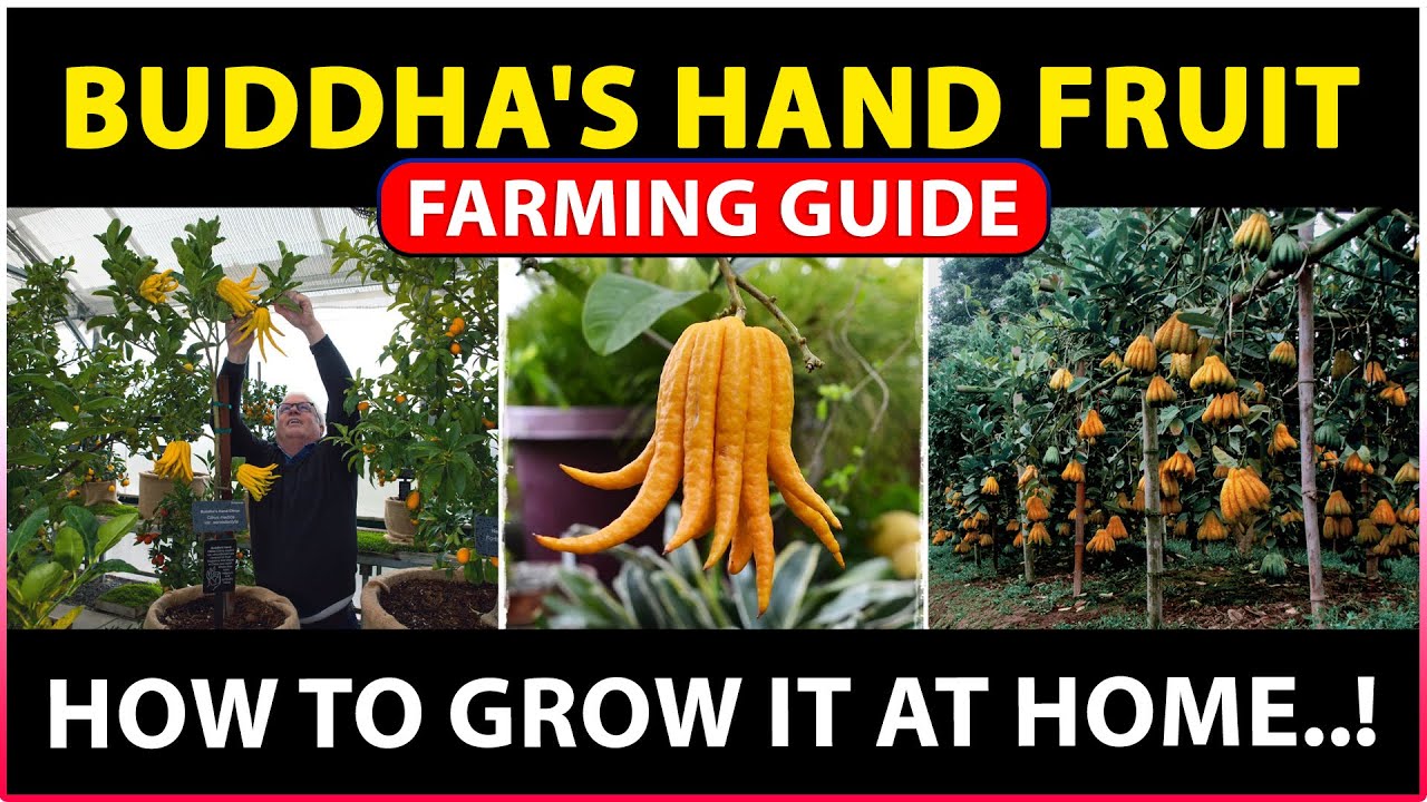 Buddha's hand fruit Farming | How to grow buddha's hand fruit plant at Home