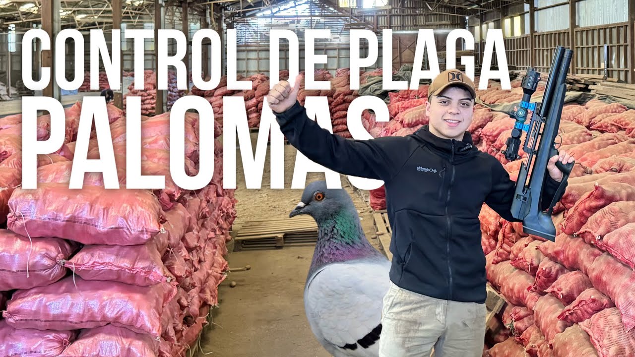 5 minutos de Control de plaga de Palomas en Galp&oacute;n de papas