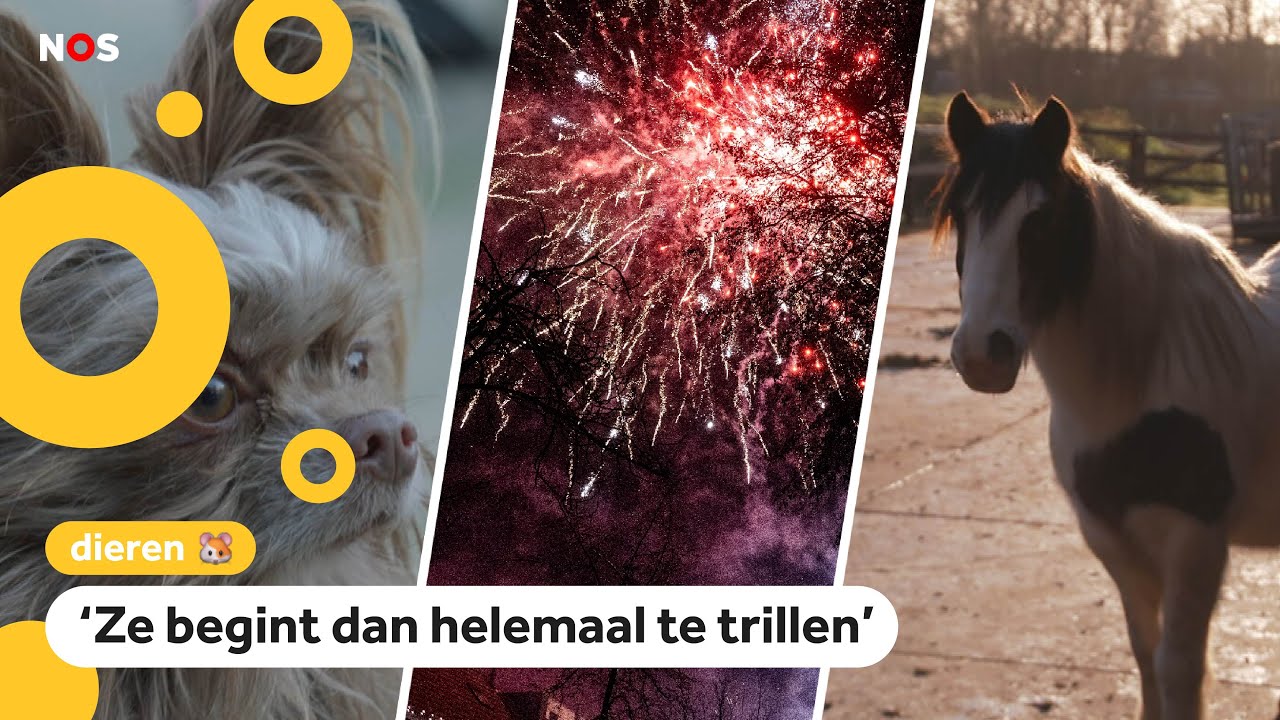 Dit kun je doen als je huisdier bang is voor vuurwerk