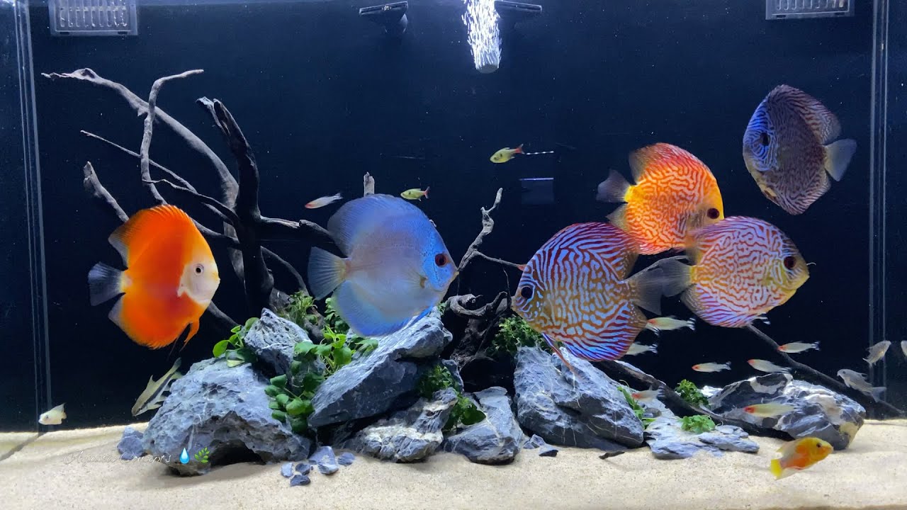 Beautifully SCAPED 75 Gallon Discus Tank With AMAZING Sights and Sounds