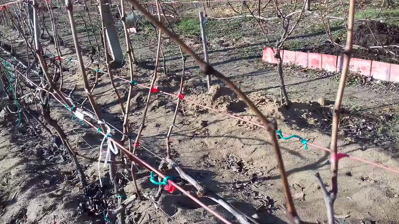 Szőlőim támrendszere 2019