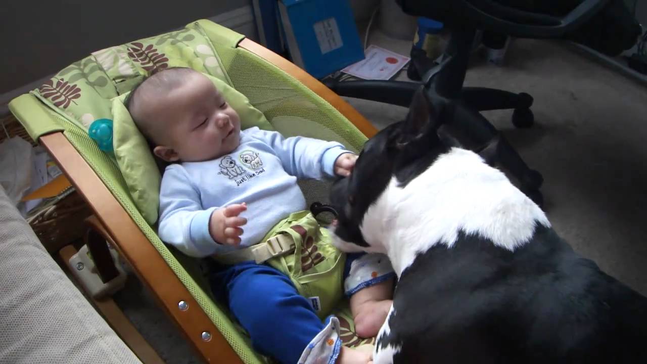Amstaff playing with Baby