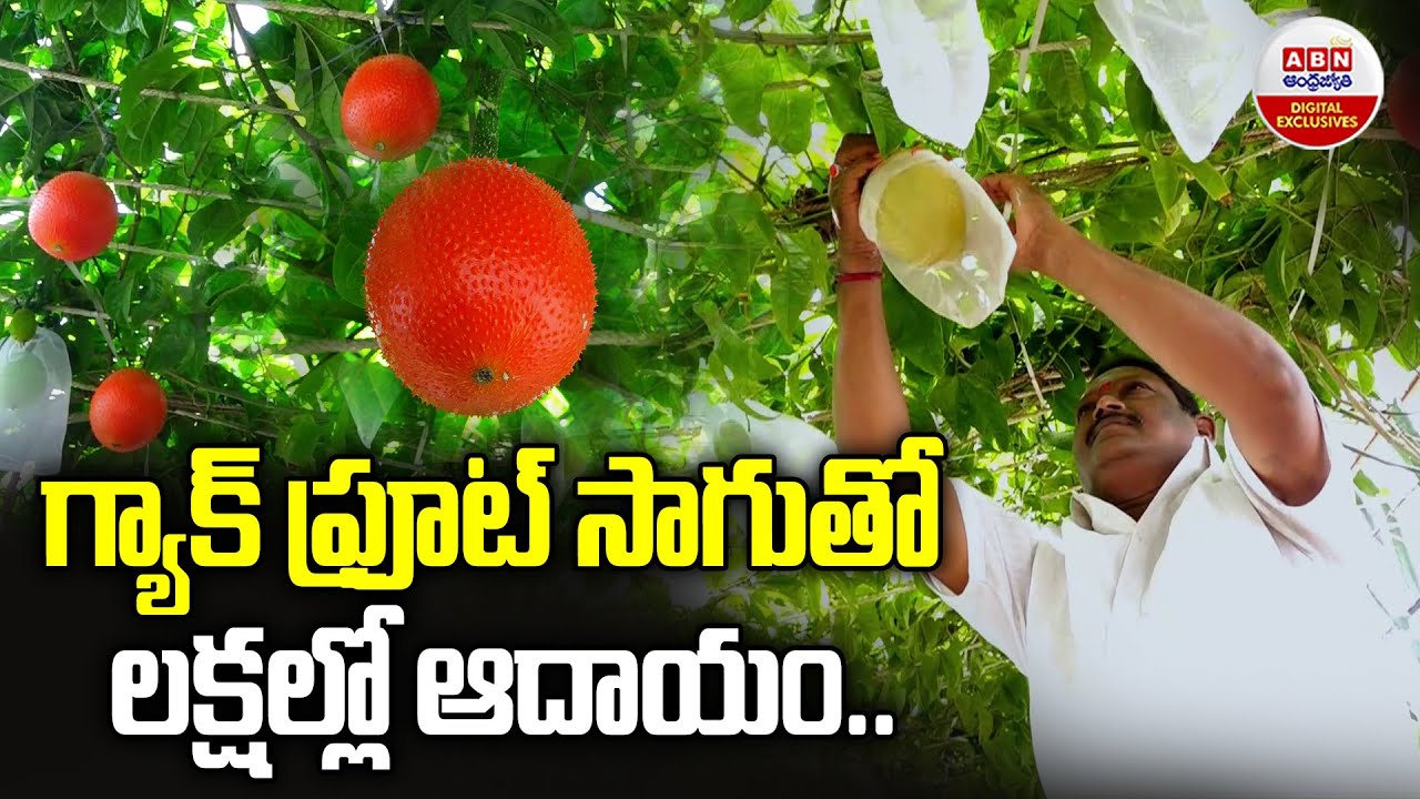 గ్యాక్ ఫ్రూట్ సాగుతో లక్షల్లో ఆదాయం | Gac Fruit Benefits | Rare Fruit In India | ABN Digital