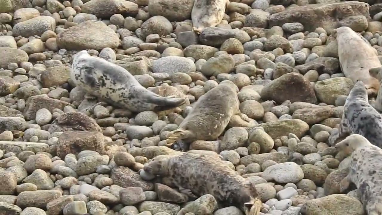 Atlantic Gray Seals | Lundy Island | 2023