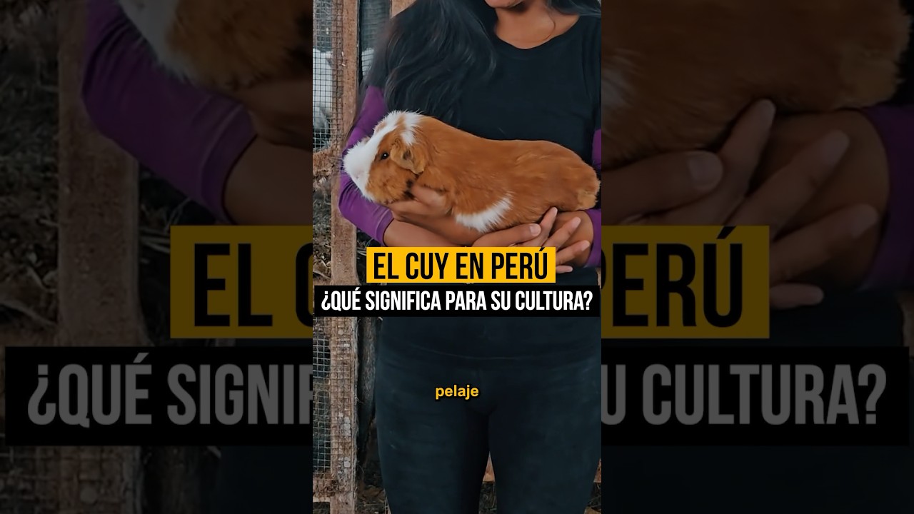 🇵🇪El Cuy, tradici&oacute;n del Per&uacute; #curiosidades #peru #historias #cuy #comida #comidaperuana