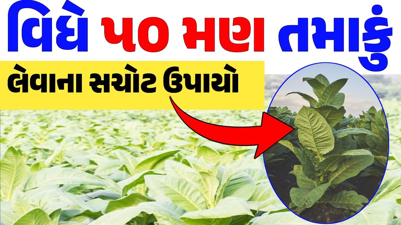 તમાકુંનું વિધે ૫૦ મણ ઉત્પાદન લેવાના સચોટ ઉપાયો #kheti #tambaku 