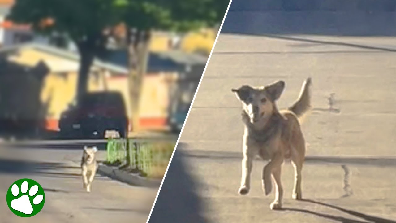 Hund jagt Van hinterher, bis dieser anhält