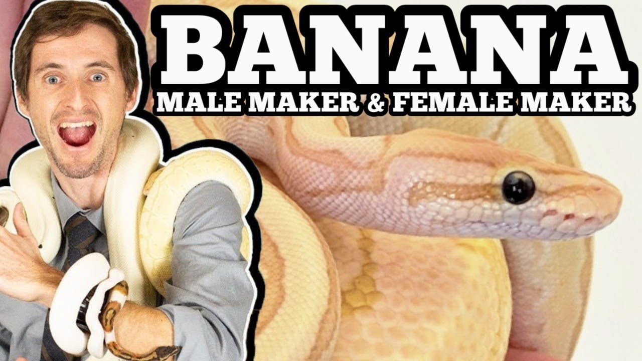 Banana Ball Python Genetics: Understanding Male Maker and Female Maker