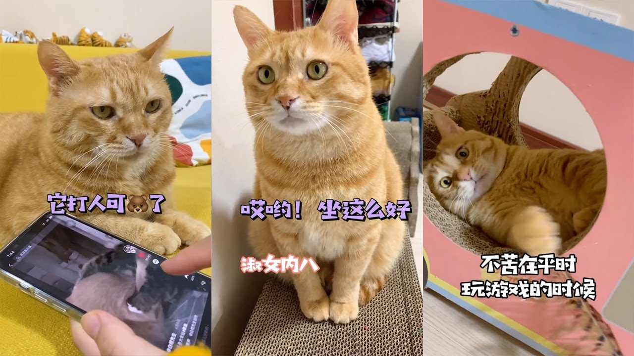 【貓咪叫不苦】不管別人怎麼質疑，我們的愛只增不減❤️