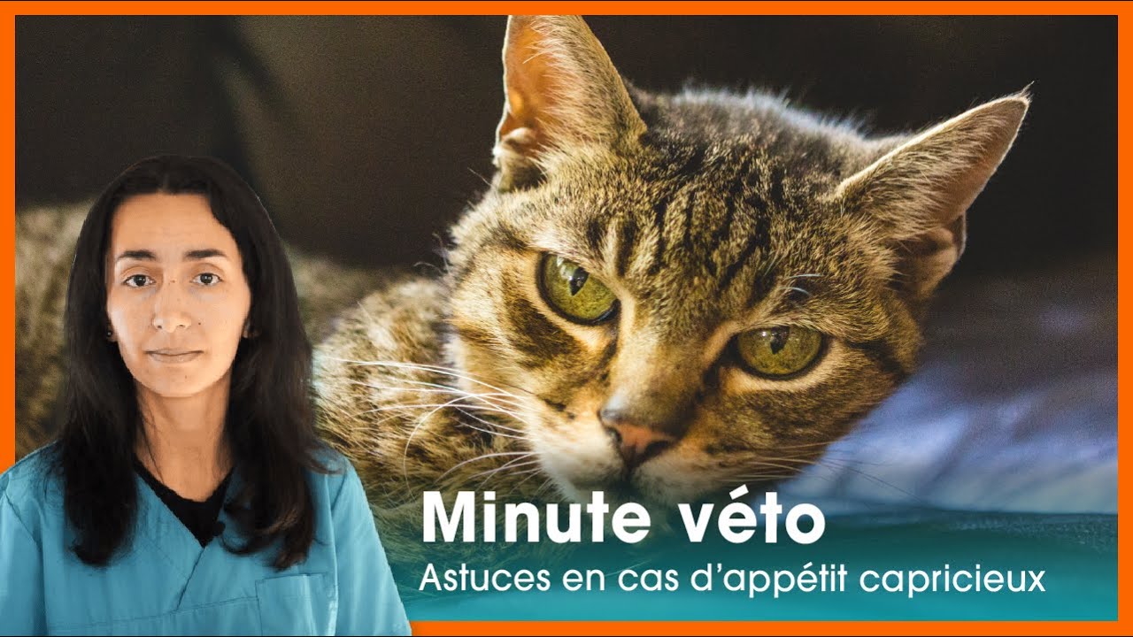 Vieux chat, petit appétit : astuces pour l’aider [#MinuteVéto]
