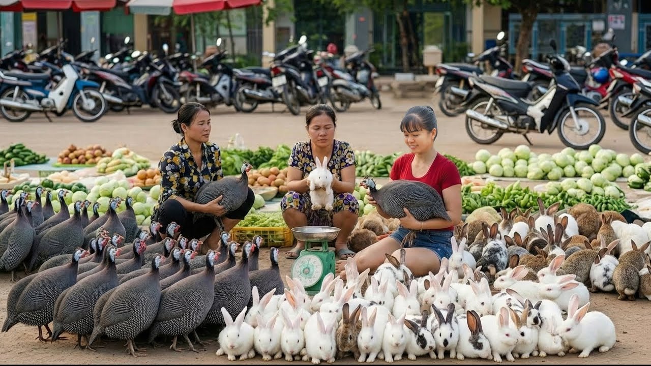 REWIND TIMELAPSE --1088 Days Raising Many Pheasant, Rabbit, Chicken And Ducks Go To Market Sell