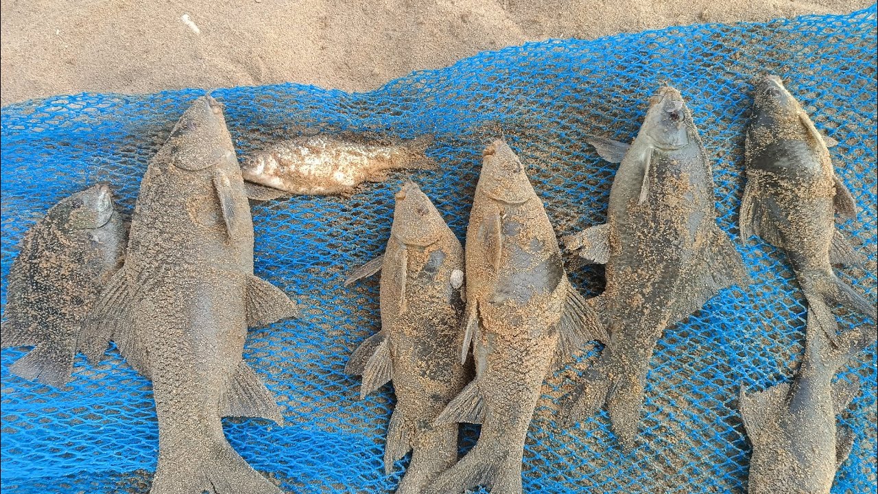 పెన్నానదిలో చేపల వేట| Black rohu fish| feedor fishing.