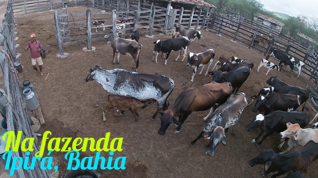#fazenda,e no povoado de nova Brasília, Ipirá Bahia.