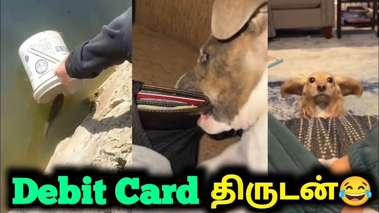 Debit card திருடன் | Bucket Fish Gravy | Funny video | Twisty story | Twist at end