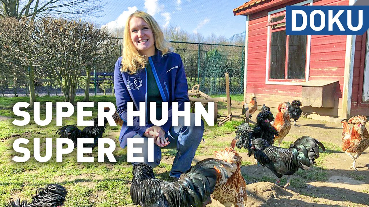 Das Hühnerleben - Super Huhn, super Ei | dokus und reportagen