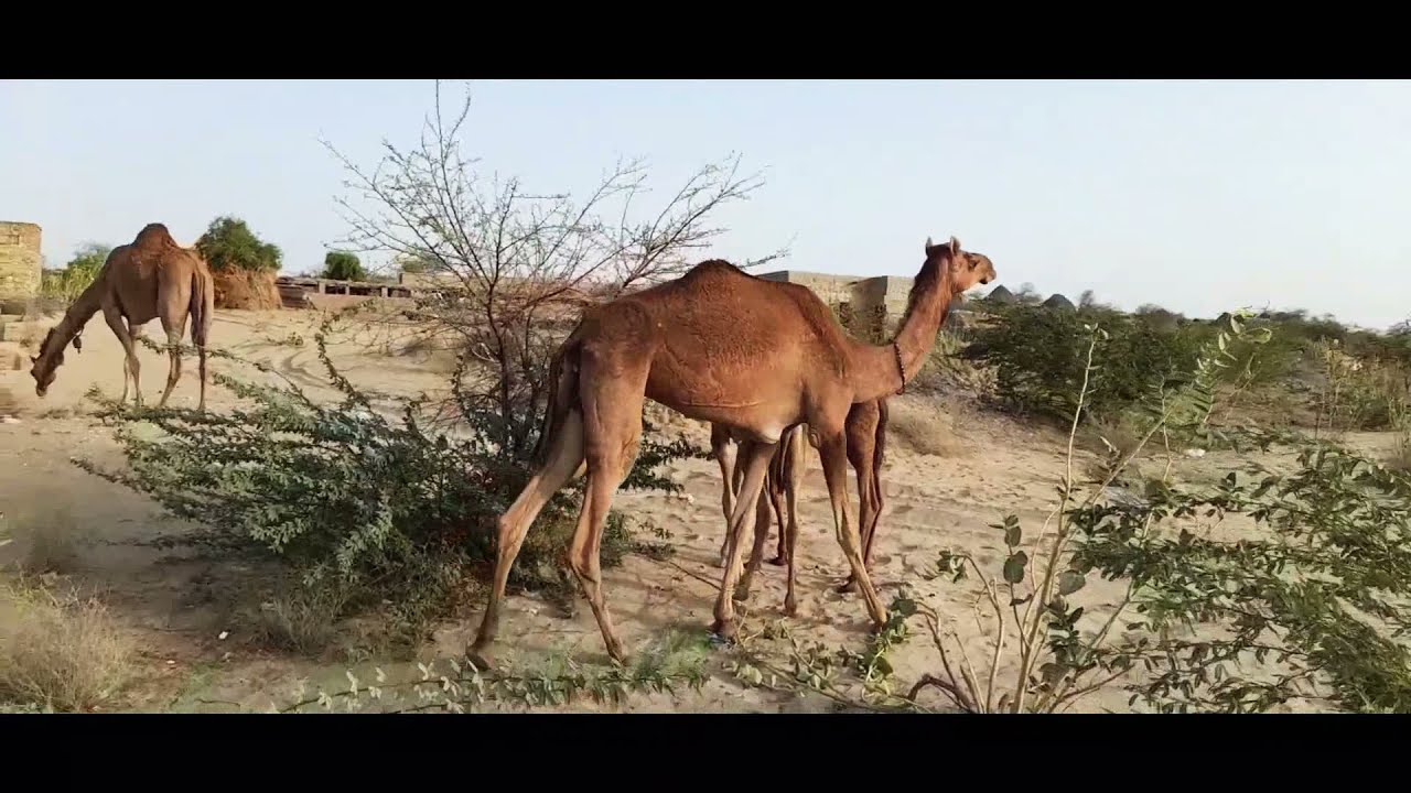 camel Depart on Desert With her Two babies || Camel || Camel Calf