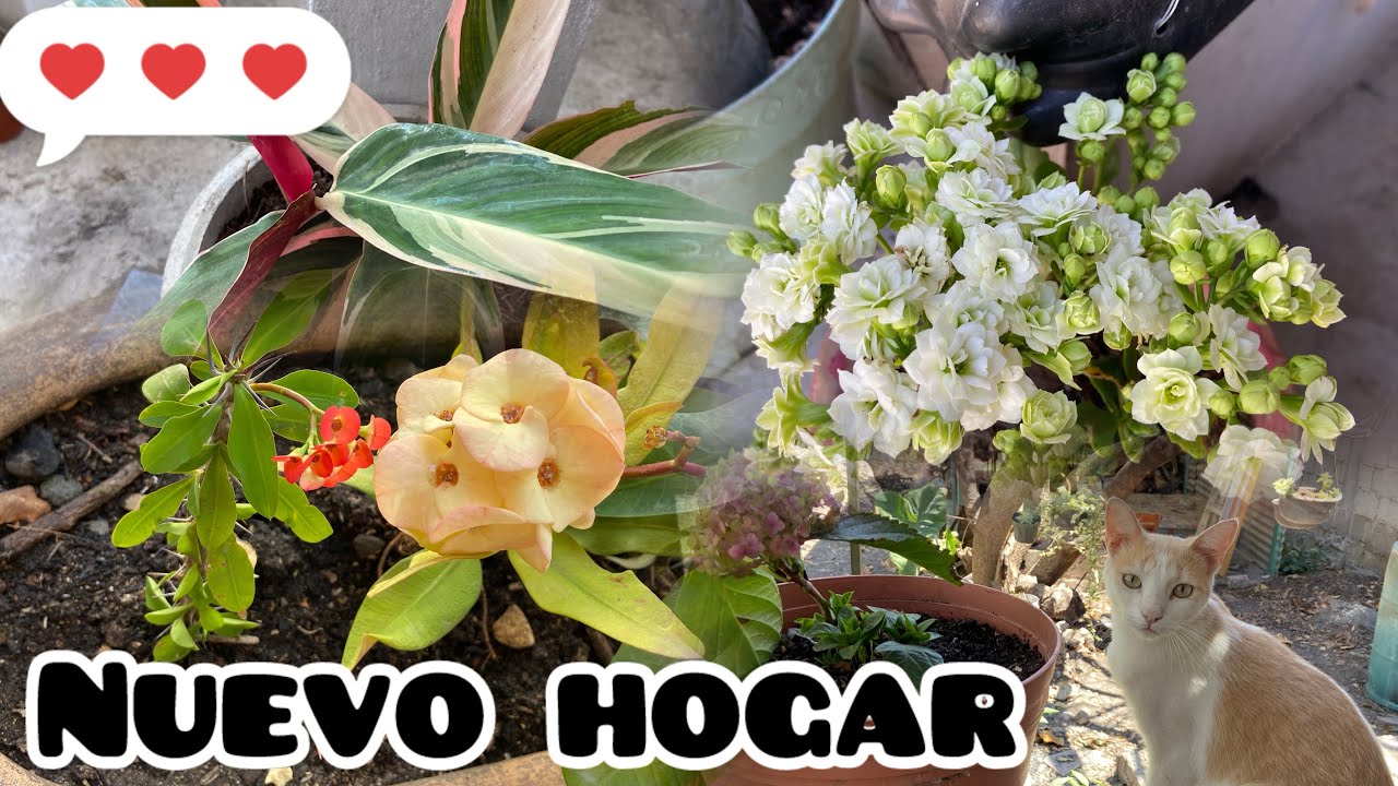 ✨Trasplante ￼Mis Nuevas Plantitas 🌱| Las que compre En El Vivero 😍