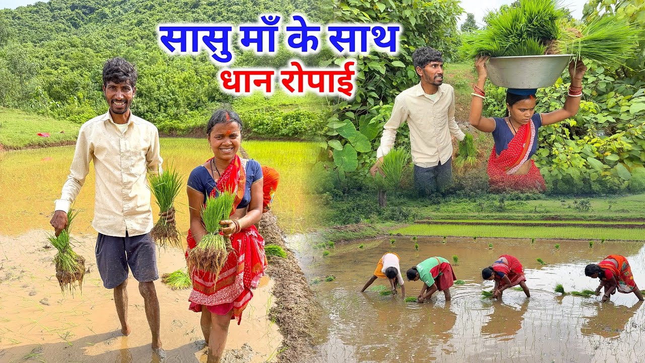 सासु माँ के साथ धान रोपाई किए | नियम-विधि के साथ हुआ | Pahadi Lifestyle Vlogs