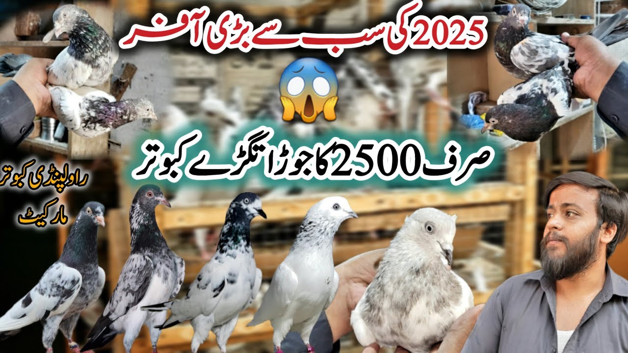 Rawalpindi kabootar Market || 0370-936-7815 ||Jora 2500 Khobsurat Collection Nayab kabootar