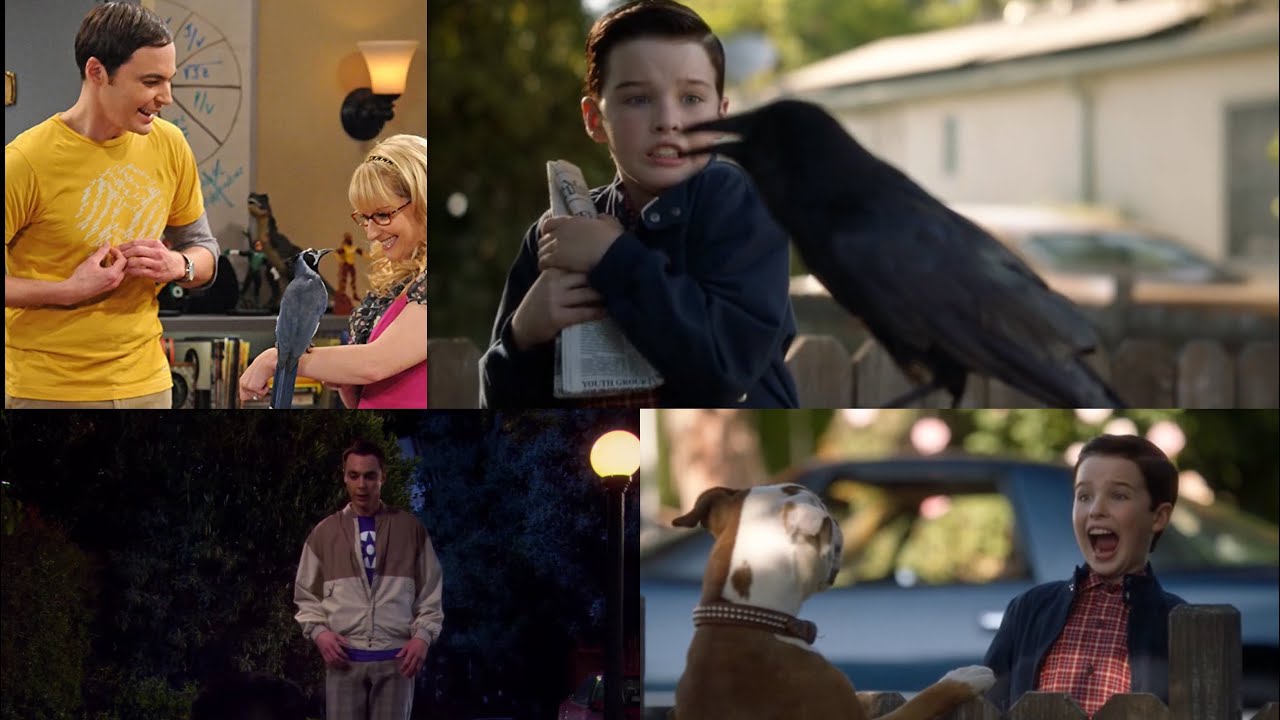 Sheldon’s Fear of Dogs & Birds | The Coopers