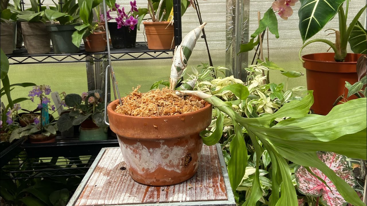 A Chysis Orchid That Wants to Hang Around. Repotting Into A Clay Pot.