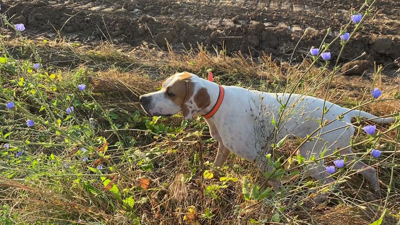 English pointer vs Pheasants