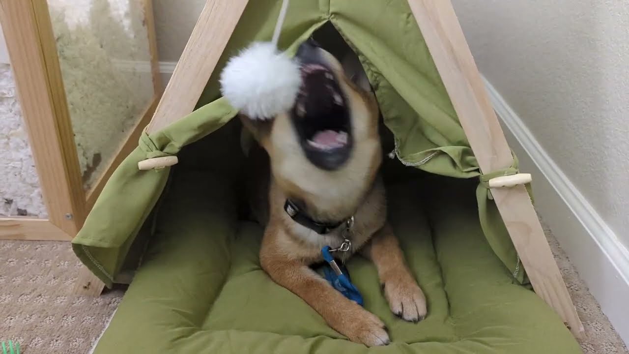 Shiba Inu Puppy Versus Cat Tent | Dog Brain vs Cat Brain