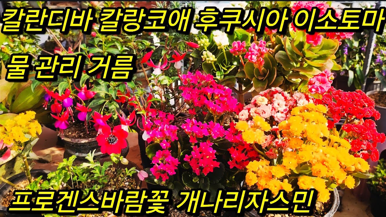 #칼랑코애 #칼랑디바 #프로겐스바람꽃 #데모루종류 #이메리스 #잘 키우기 