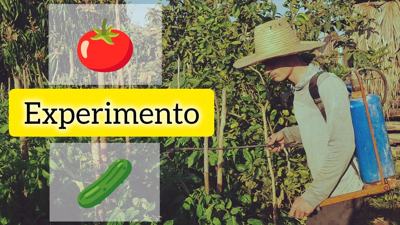 Hice ALGO que NADIE recomienda: FERTILIZE tomates con fórmula de PEPINO 🥒             