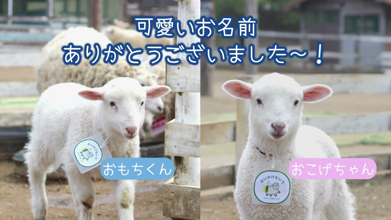 【2025ゆめぼくベビー】子羊ちゃんお名前発表会