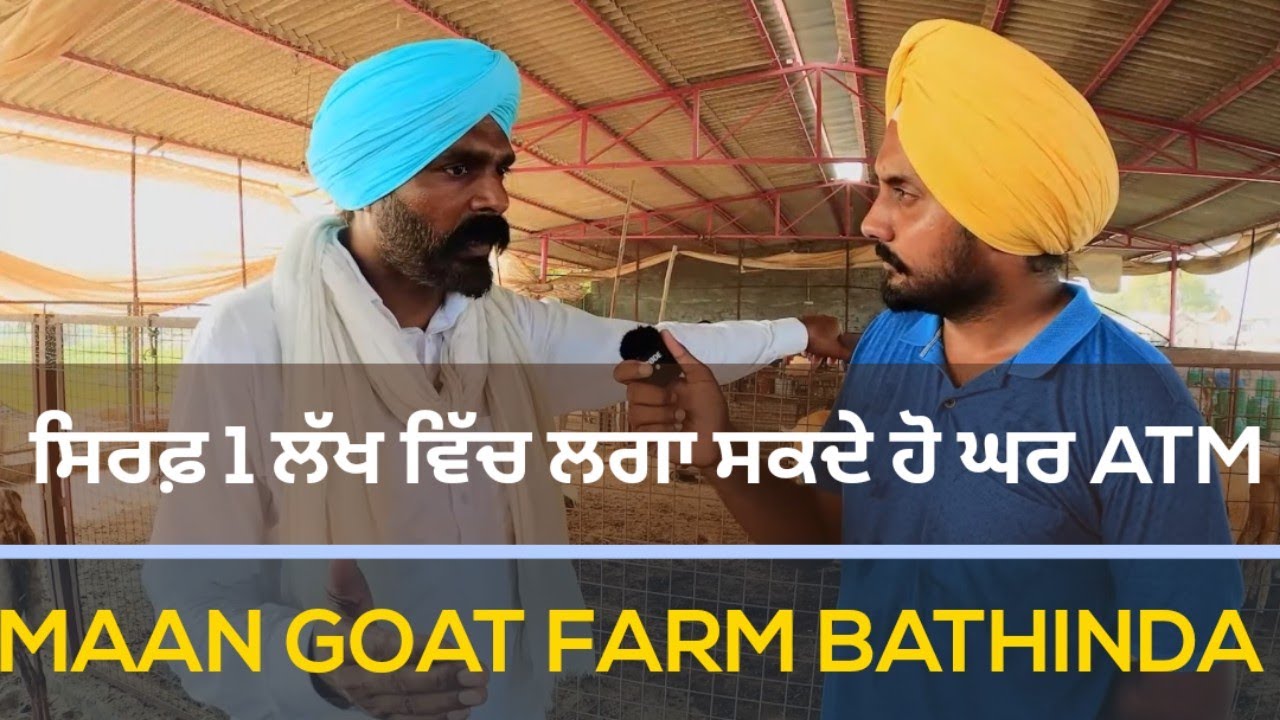 ਸਿਰਫ਼ 1 ਲੱਖ ਵਿੱਚ ਲਗਾ ਸਕਦੇ ਹੋ ਆਪਣੇ ਘਰ ATM | ਬੜਾ ਲਾਹੇਵੰਦ ਧੰਦਾ ਹੈ ਬਕਰੀ ਪਾਲਣ ਦਾ | MAAN GOAT FARM BATHINDA