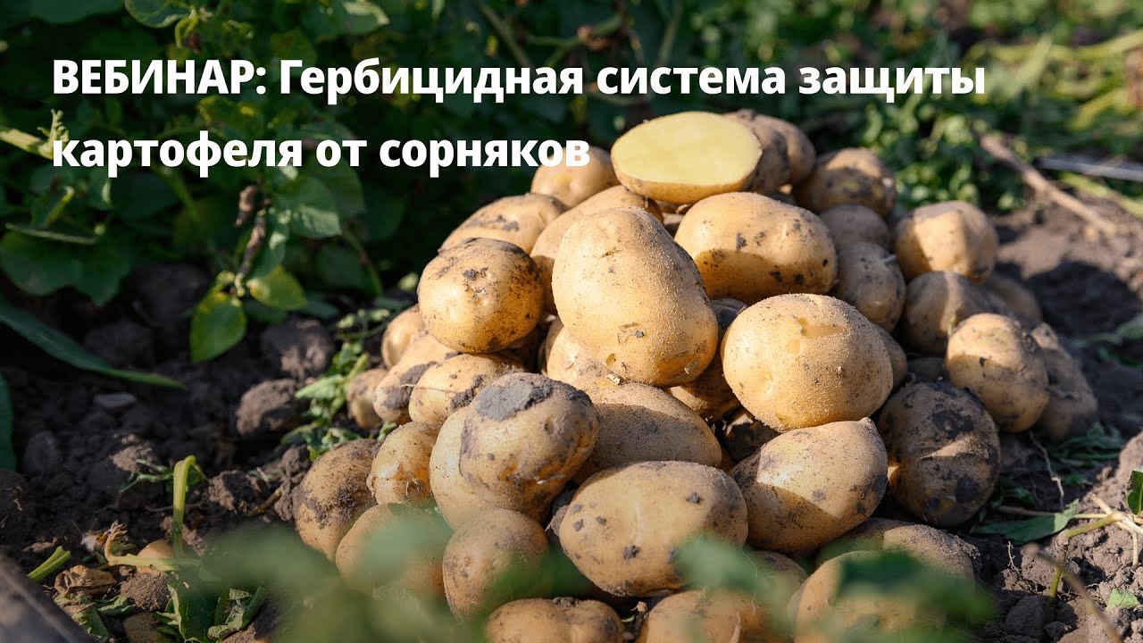 Гербицидная система защиты картофеля от сорняков